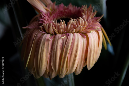 Old withered gerbera flower with hanging petals