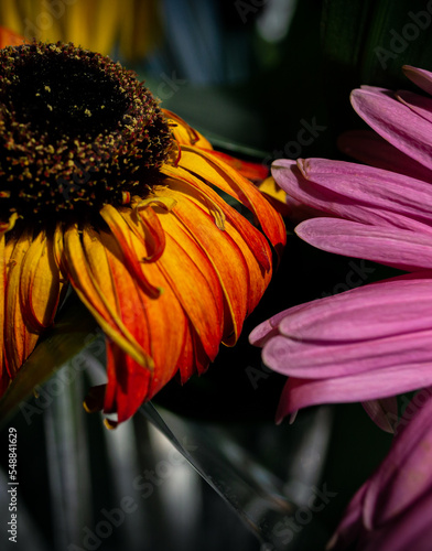 Old withered gerbera flower with hanging petals
