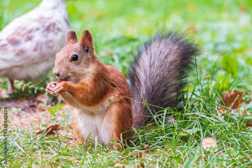 Autumn squirrel with nut sits on green grass with fallen yellow leaves Autumn squirrel with nut sits on green grass with fallen yellow leaves