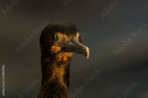 2022-11-22 A CLOSE UP OF A CORMORANT WITH BRIGHT EYES AND A FISH HOOK STUCK IN ITS BAEK NEAR LA JOLLA CALIFORNIA photo