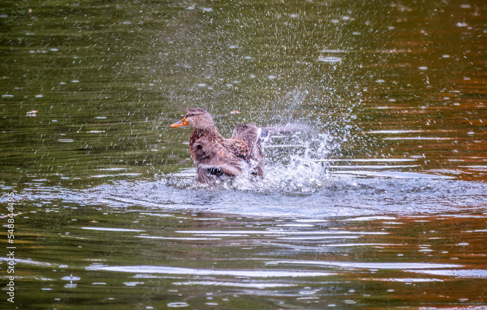 A duck swims in the dark water of a pond at sunset.