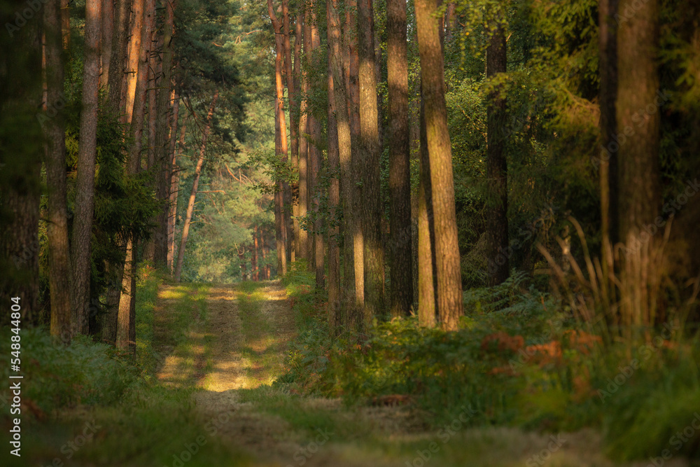 Obraz premium Las - krajobraz