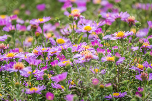 Aster Amellus  Purple Daisy. Daisies - Spring Time Wild Flowers