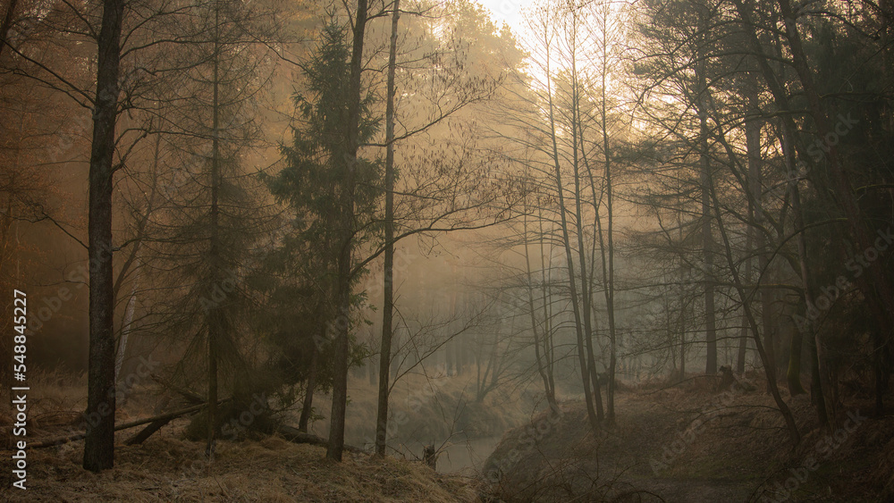 Naklejka premium Leśny krajobraz nad rzeką