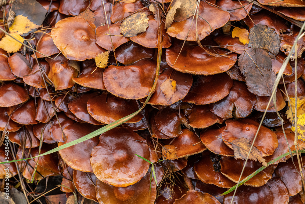 Cluster of Lactarius subdulcis Mild Milkcap mushrooms. Cluster of Lactarius subdulcis Mild Milkcap mushrooms.
