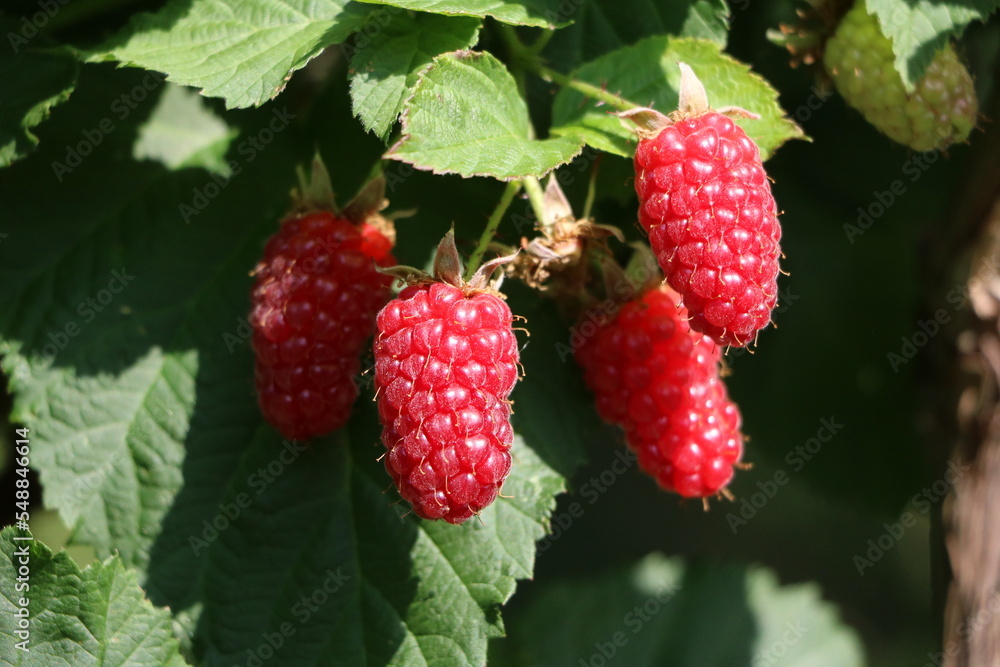 Home growing of raspberries in the garden Home growing of raspberries in the garden