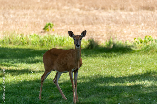 White-tailed Deer Doe On The Grass In Summer