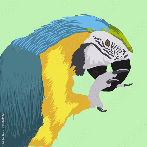 Perico celeste, vector, iluistración