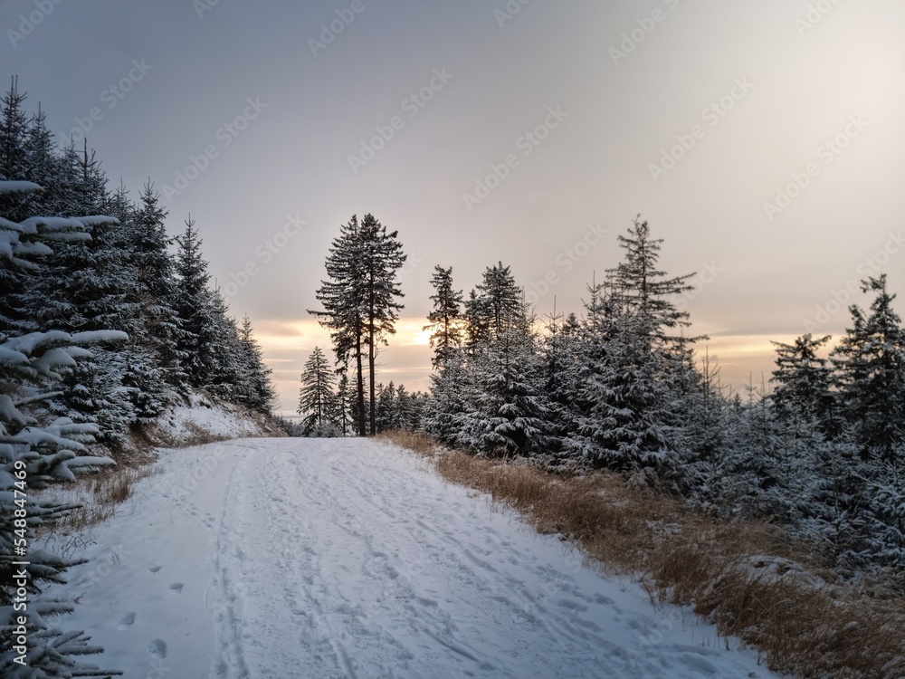 Winter in the forest, spruce trees in the snow, pine trees covered with snow, white winter in beautiful forests, a lot of snow, branches covered with snow