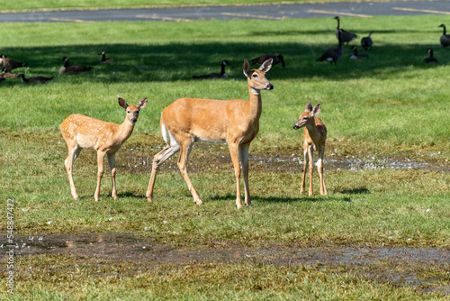 A White-tailed Doe Deer And Her Twin Fawns Standing In The Grass In Summer