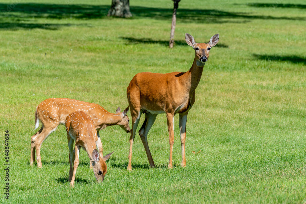 A White-tailed Doe Deer And Her Twin Fawns Standing In The Grass In Summer A White-tailed Doe Deer And Her Twin Fawns Standing In The Grass In Summer