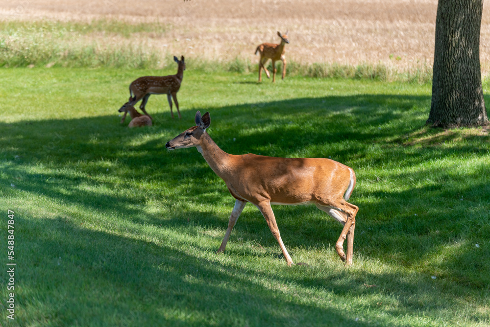 A White-tailed Doe Deer And Her Twin Fawns Standing In The Grass In Summer A White-tailed Doe Deer And Her Twin Fawns Standing In The Grass In Summer