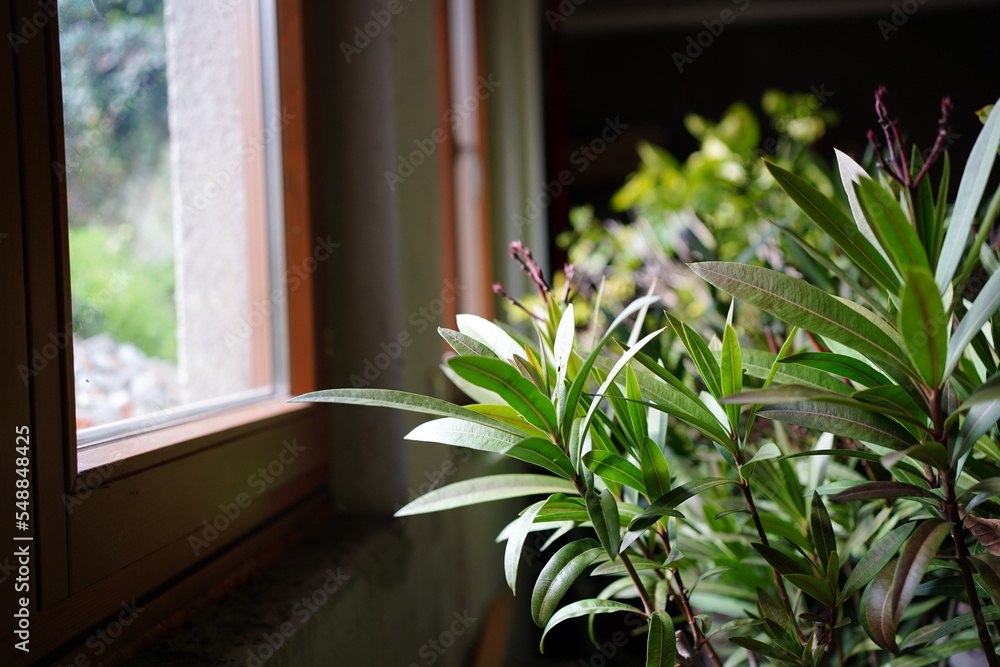 Fotografie Oleander tree put in the cellar for overwintering.