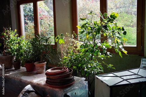 Overwintering mediterranean plants (lemon tree, oleander) in the cellar next to a windowsill. photo