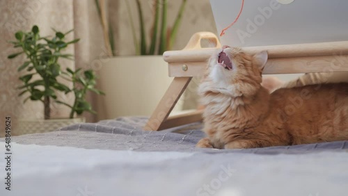 Curious ginger cat looks on sunbeams. Fluffy pet is playing with orange thread of yarn. Tray with laptop at cozy home.