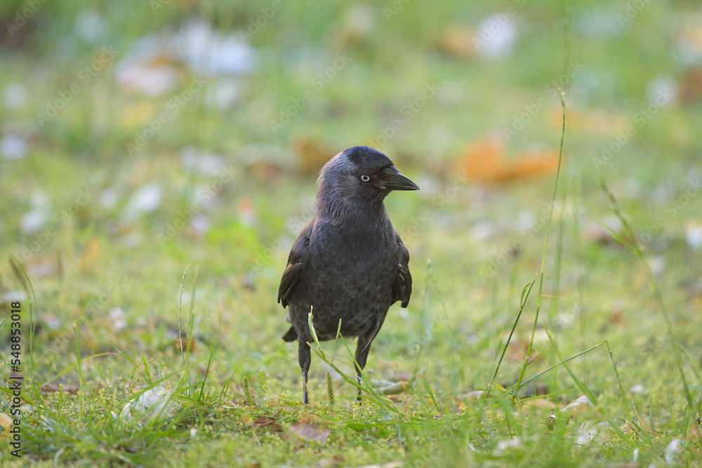 Fototapeta premium Portrait of a Western Jackdaw standing in a meadow
