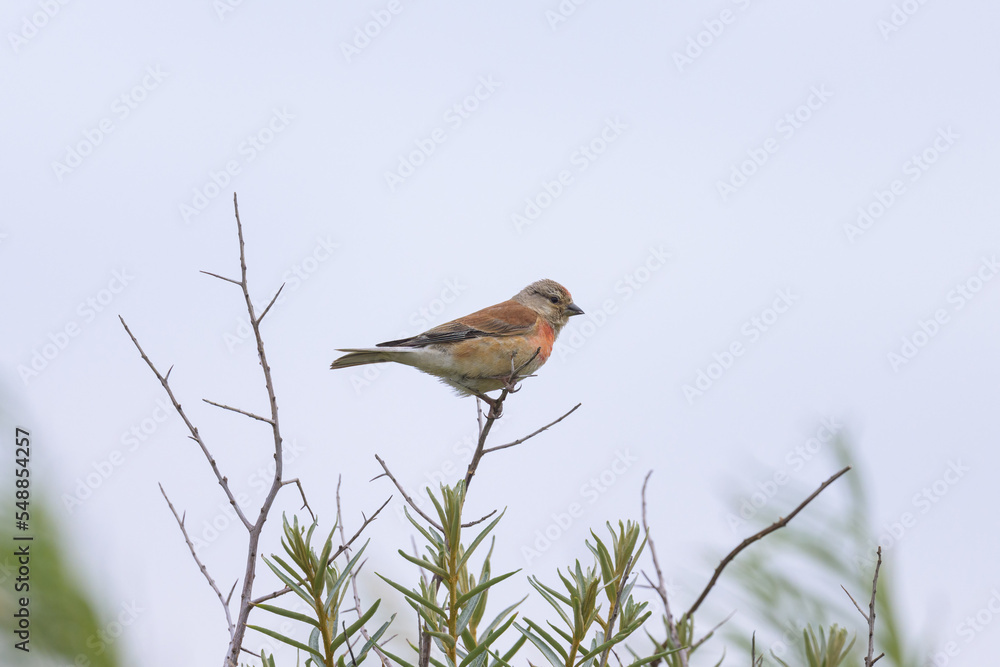 A male Common Linnet sitting on a small twig A male Common Linnet sitting on a small twig