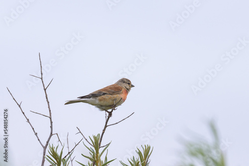 A male Common Linnet sitting on a small twig