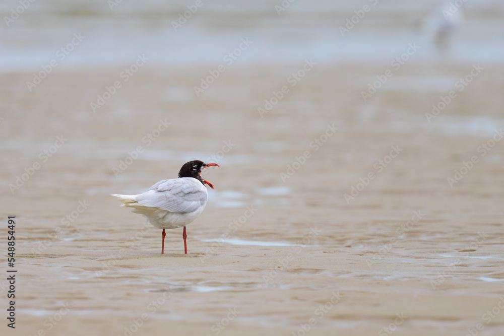 A Mediterranean gull standing on the beach A Mediterranean gull standing on the beach