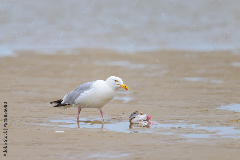 A European Herring gull eating a fish on the beach