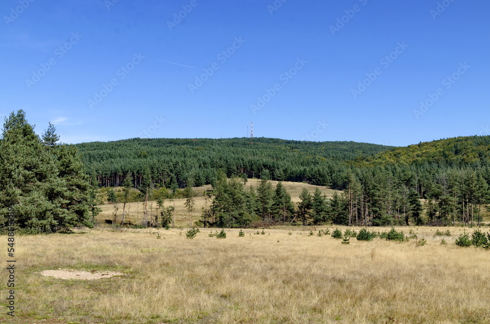 Autumn meadow and coniferous forest along the Planshtitsa River, Plana mountain, Bulgaria