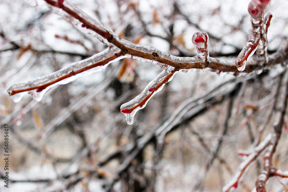 Tree branches crusted with ice after rain Tree branches crusted with ice after rain