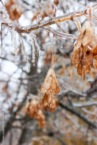 Tree branches crusted with ice after rain