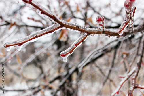 Tree branches crusted with ice after rain