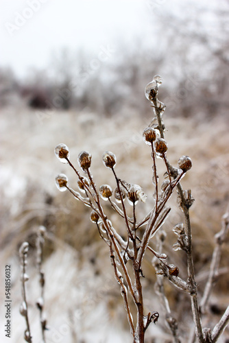 Tree branches crusted with ice after rain