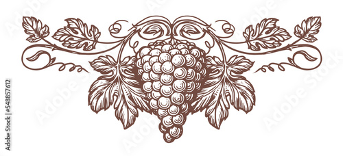 Bunch of grapes with leaves pattern vector. Fresh fruit sketch. Winery, wine, juicy element for label design