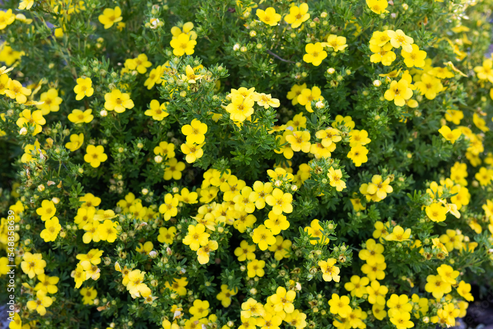 Floral abstract background from dasiphora fruticosa, many small yellow flowers, shrubby five-leaved Floral abstract background from dasiphora fruticosa, many small yellow flowers, shrubby five-leaved