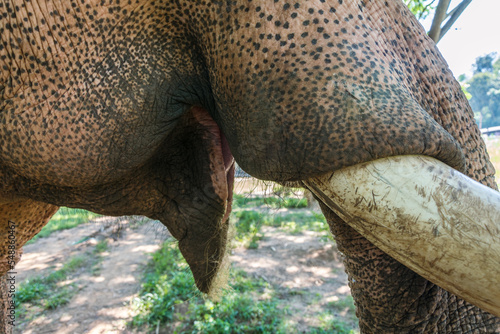 Elefante