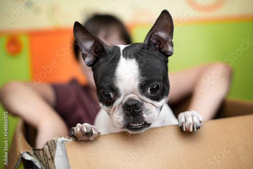 Fototapeta Naklejka Na Ścianę i Meble -  A boy and a Boston Terrier dog play together, sitting at home in a cardboard box. Candid lifestyle