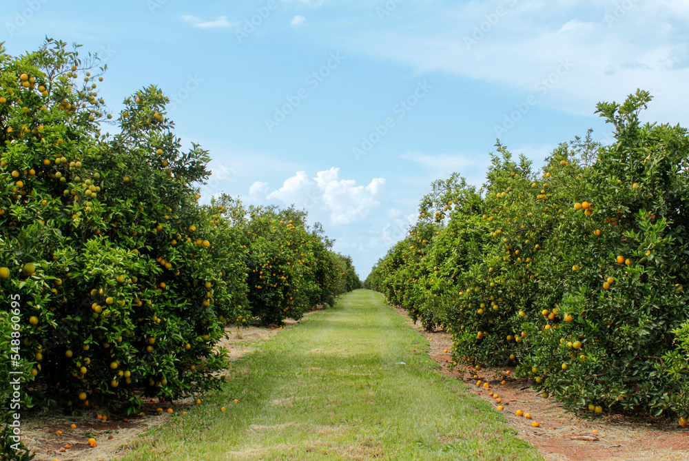 Field covered with mature orange trees