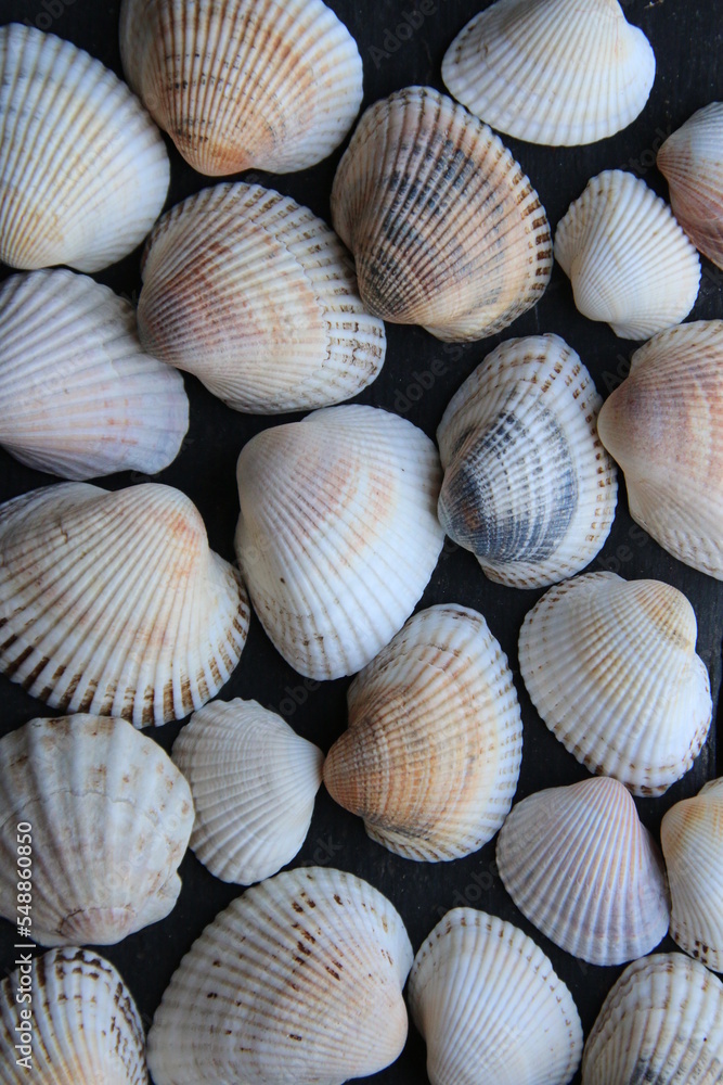 Seashells. Nautical background on a wooden background. Seashells. Nautical background on a wooden background.