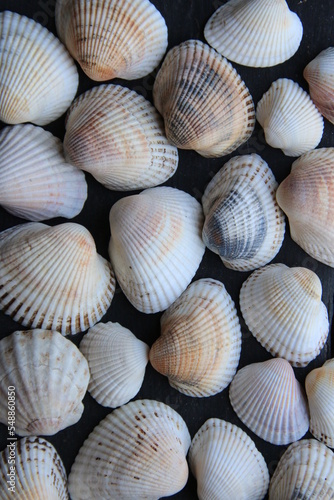 Seashells. Nautical background on a wooden background.