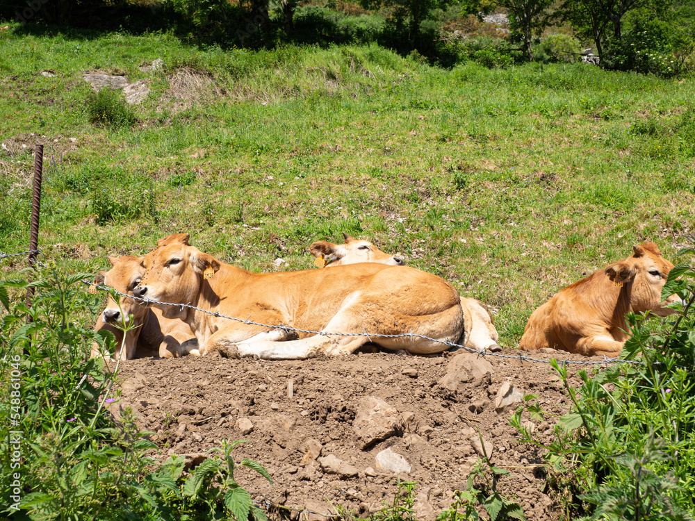 Naklejka premium Vacas pequeñas descansando sobre la hierba verde de un prado, en Asturias, en un día soleado del verano de 2021, España.