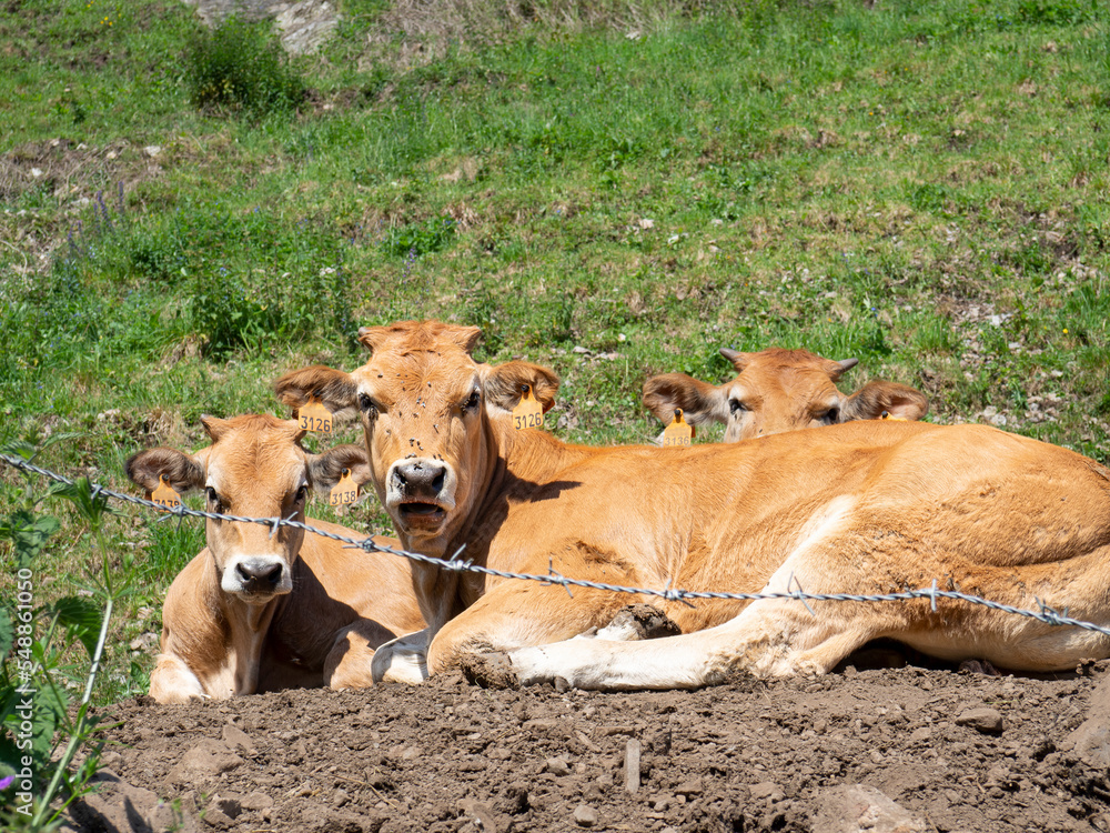 Tres vacas pequeñas detrás de un alambrado, mirando a la cámara fijamente, echadas en la hierba verde, en Asturias, España, verano de 2021 Tres vacas pequeñas detrás de un alambrado, mirando a la cámara fijamente, echadas en la hierba verde, en Asturias, España, verano de 2021