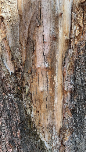 Wood background