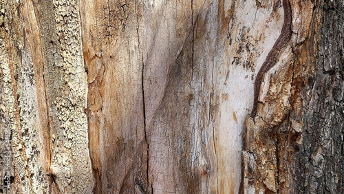 Wood background