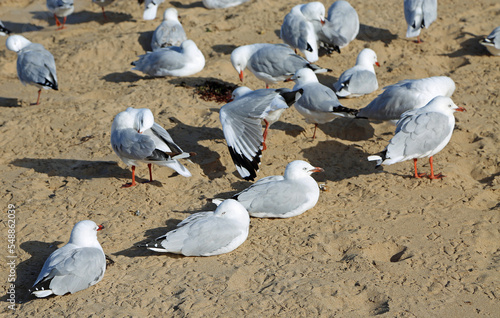 Silver gull resting on the beach - Australia