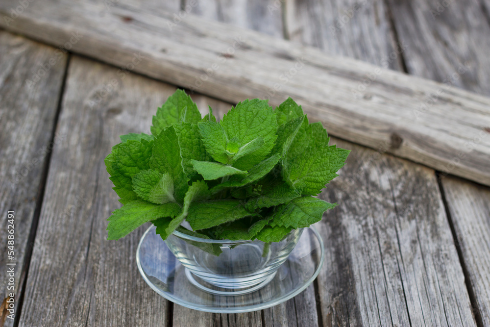 green bouquet of fresh mint leaves in glass cup on wooden table green bouquet of fresh mint leaves in glass cup on wooden table