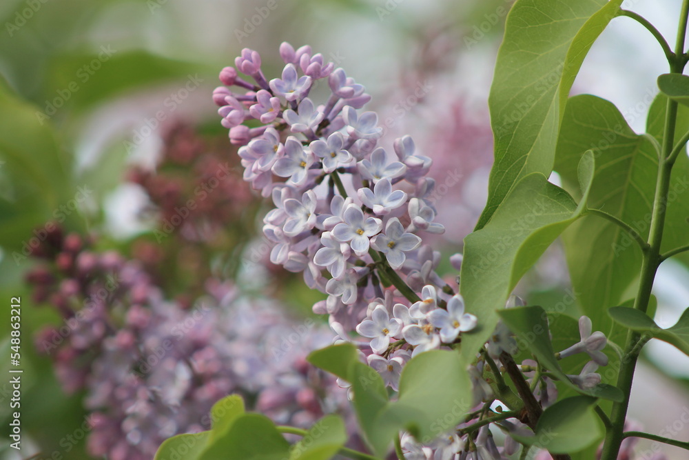 lilac blooming lilac blooming