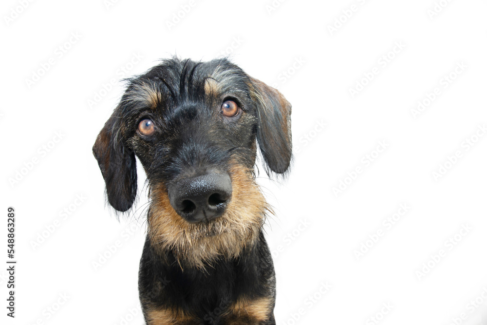 Cute dachshund puppy dog tilting head side. Isolated on white background