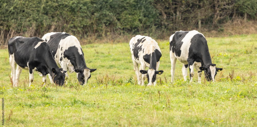 Herd of cows or cattle on fresh green field or pasture Herd of cows or cattle on fresh green field or pasture