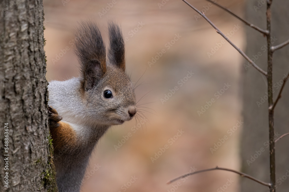 Fototapeta premium A squirrel in the forest looks out from behind a tree in the forest. Funny portrait.