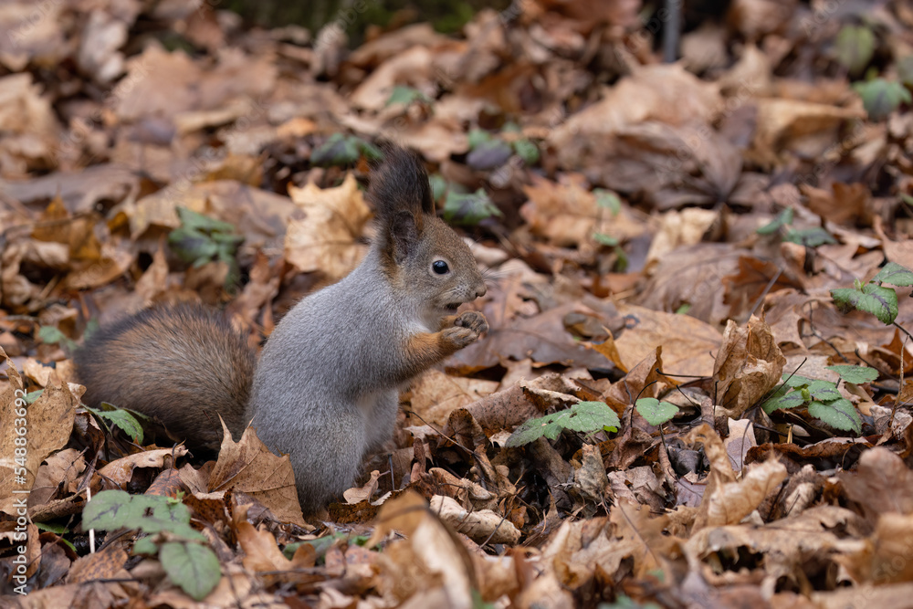A squirrel in the forest holds a hazelnut in its paws against the background of fallen orange maple leaves in autumn. A squirrel in the forest holds a hazelnut in its paws against the background of fallen orange maple leaves in autumn.