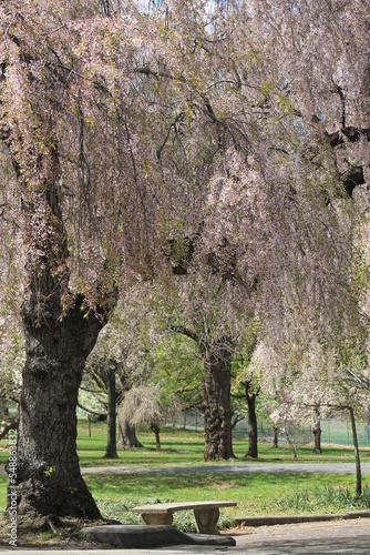 blooming tree