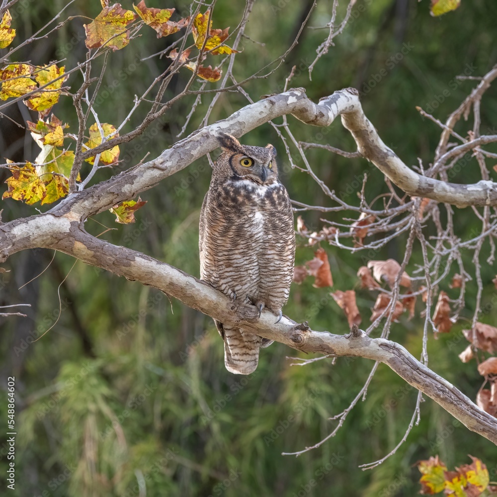 Obraz premium Great Horned Owl