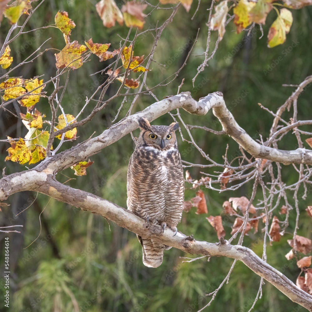 Obraz premium Great Horned Owl